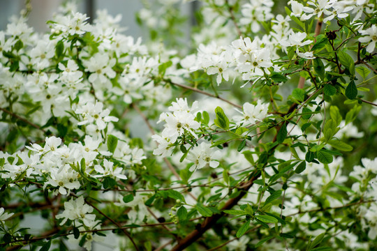 吴山白鹃梅休闲一日游