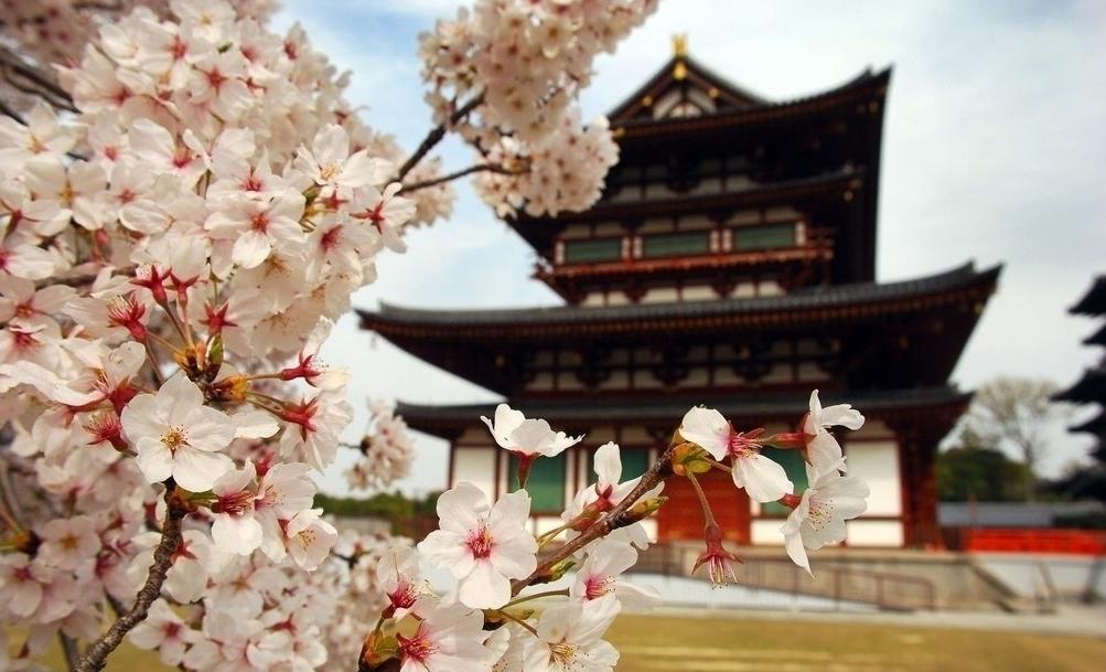 青龙寺樱花、白鹿仓一日游