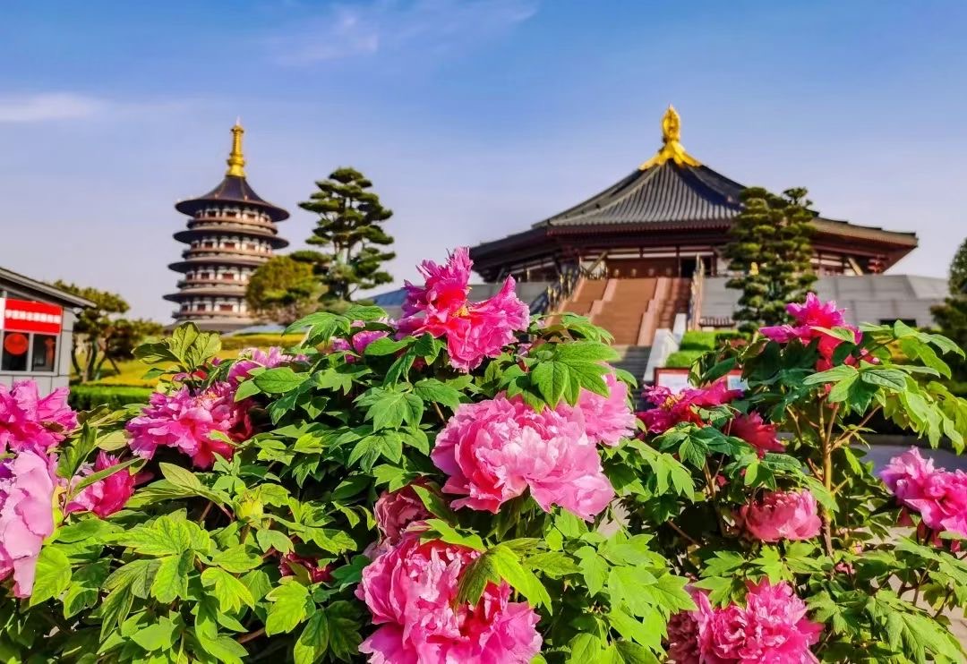 洛阳牡丹、龙门石窟、少林寺二日游